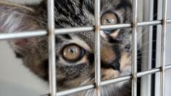 More cats abandoned 'due to rising costs' — Zurich Business news