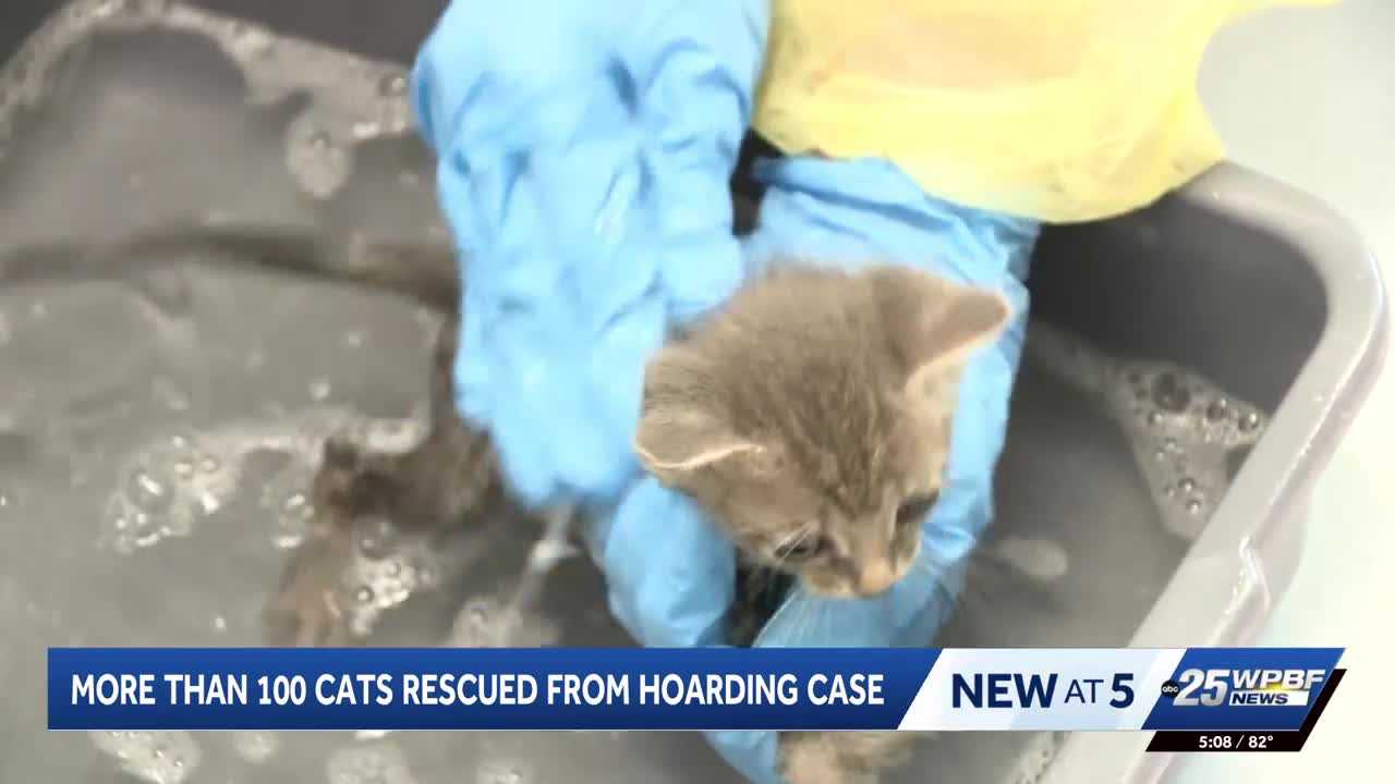More than 100 cats rescued from hoarding situation in Port St. Lucie — WPBF West Palm Beach, Zurich Health news